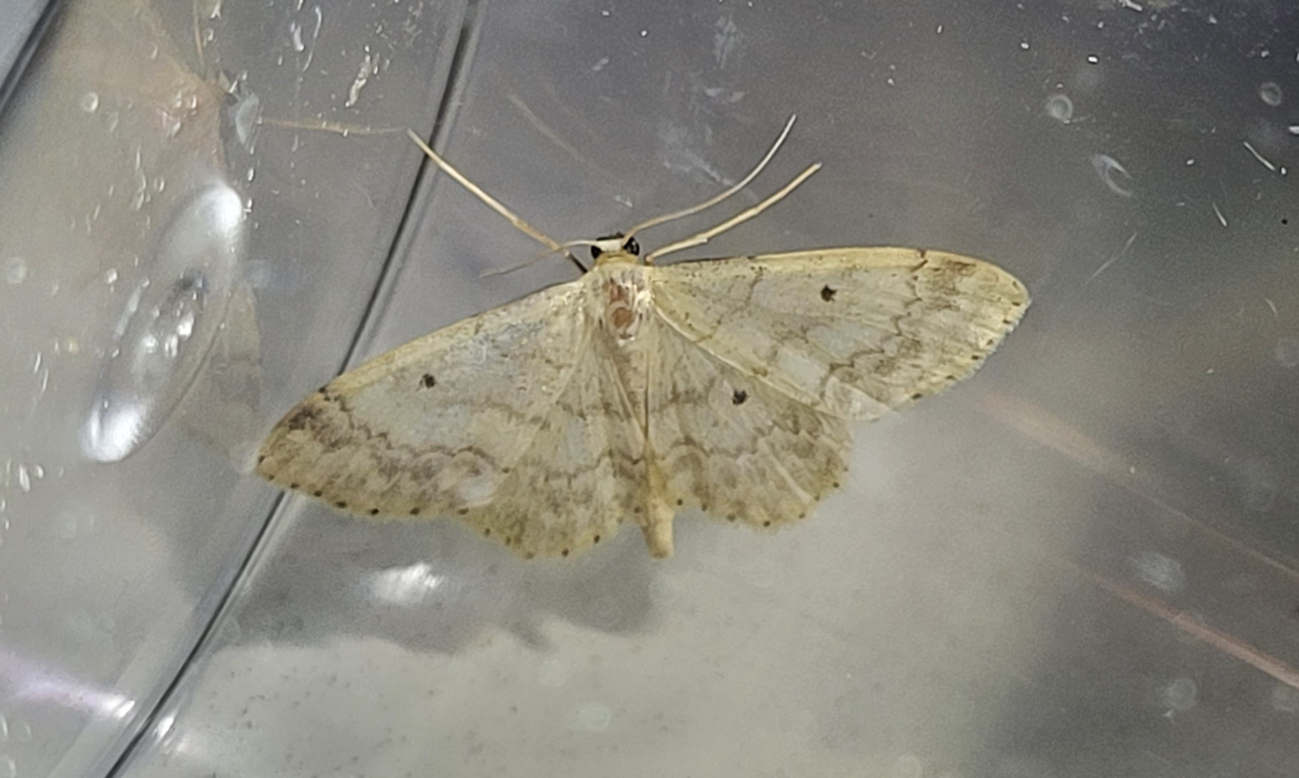 Photo of Small Fan-footed Wave (Idaea biselata)